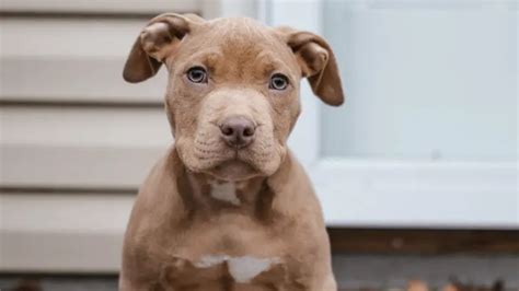5 Effective Ways To Train An Aggressive Pit Bull